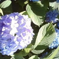 こはる