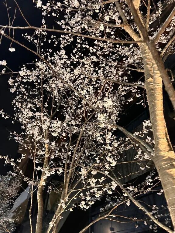 今日以降の予定✨