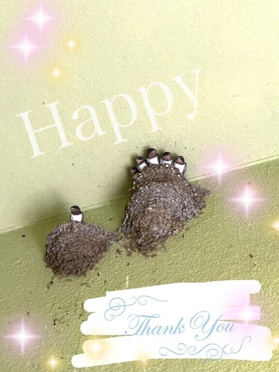 明日も？