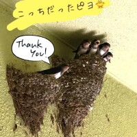 えな