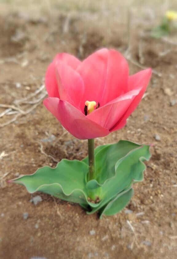 小さい春み～つけた?