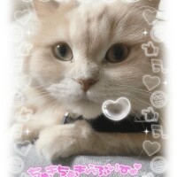 牙狼