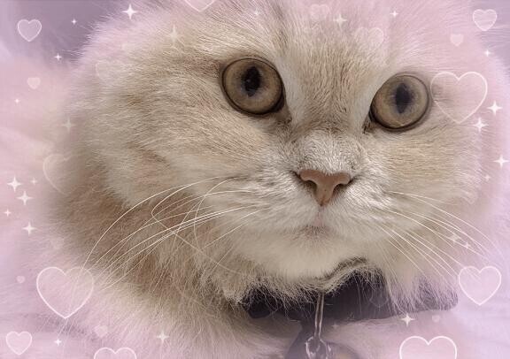 もっふもふ～?