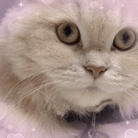 シュガー