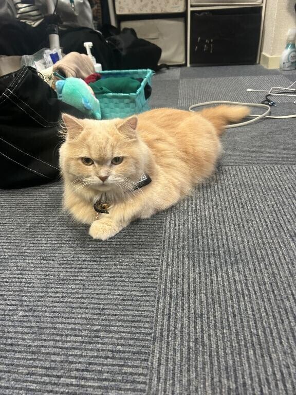 にゃー?