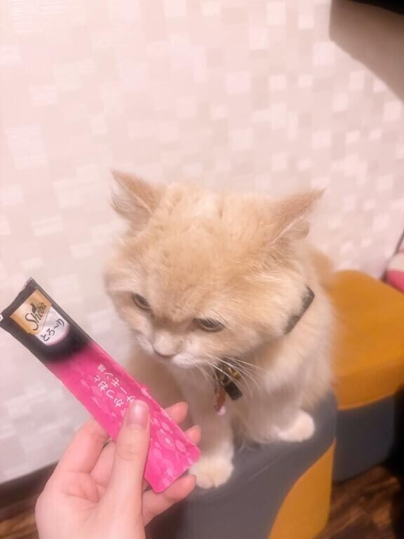 ありがとうございました?