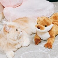ベリー