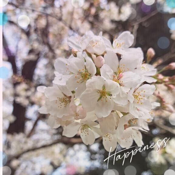 桜咲き始めた～
