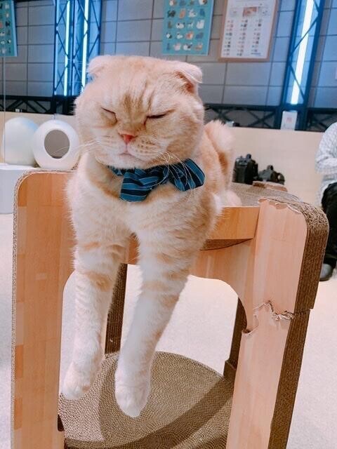 しゅっきん?