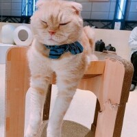 ベリー