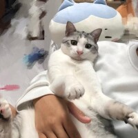 ニャオハ