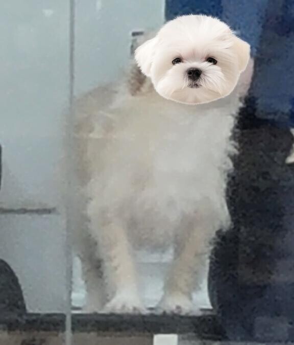 うちの番犬(かわいい)