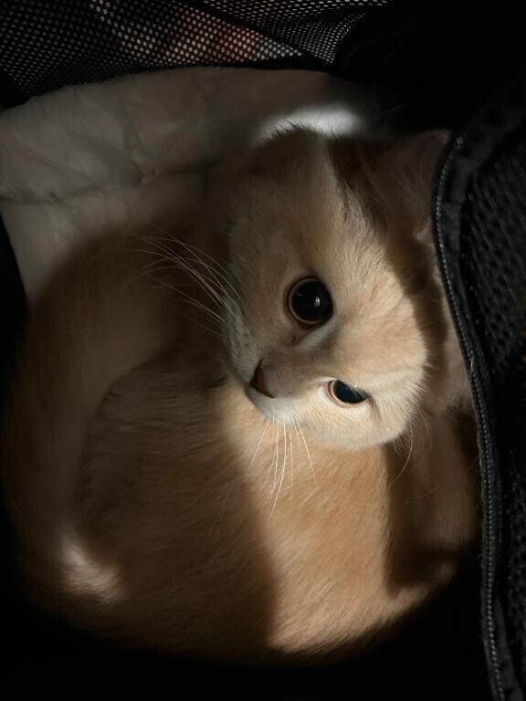 ニャン！