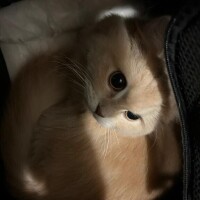 トールちゃん