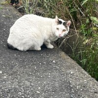ステラ