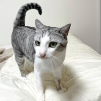 ニャオハ