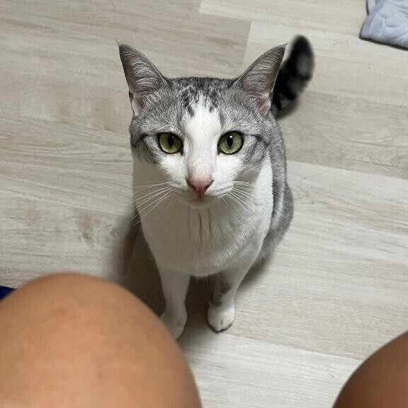 帰宅後にゃんこ