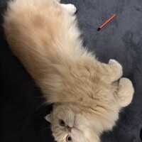 リップル