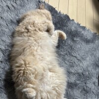 リップル