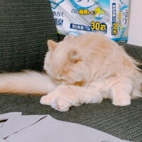 ベリー