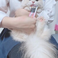 マヤノ