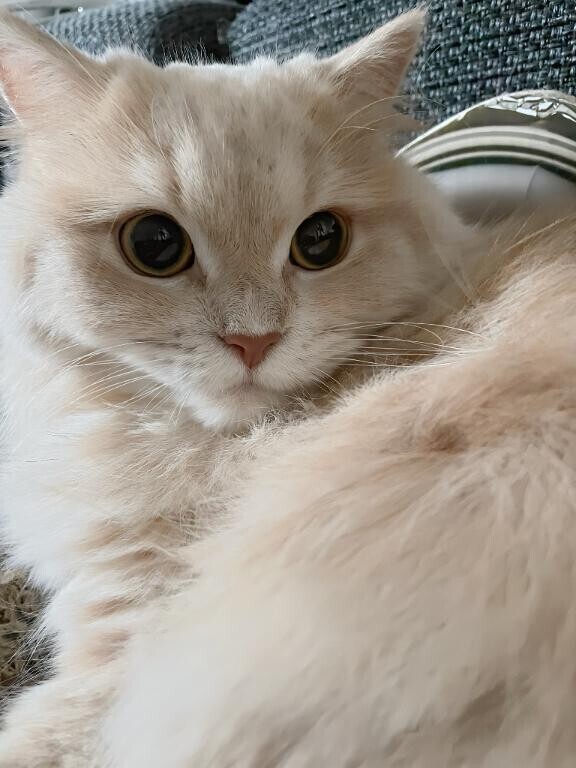 おんにゃのこの日?