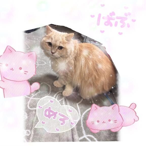 にゃんにゃんにゃ?