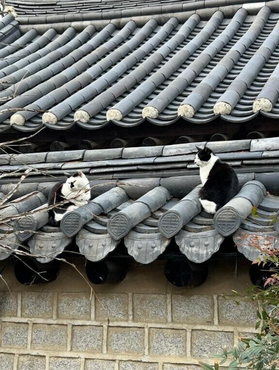 明日もいるからねー