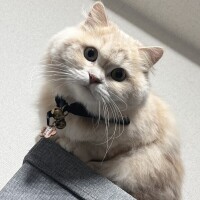リップル