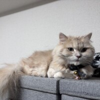 リップル