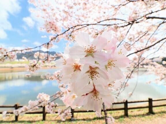 ごめんなさい?