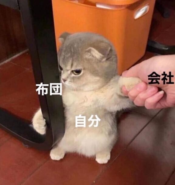ｽﾞﾙｽﾞﾙ…(  '??'   )⊃＜お布団]