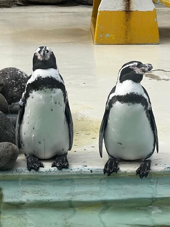 どっちが好き？?