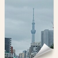 せいこ