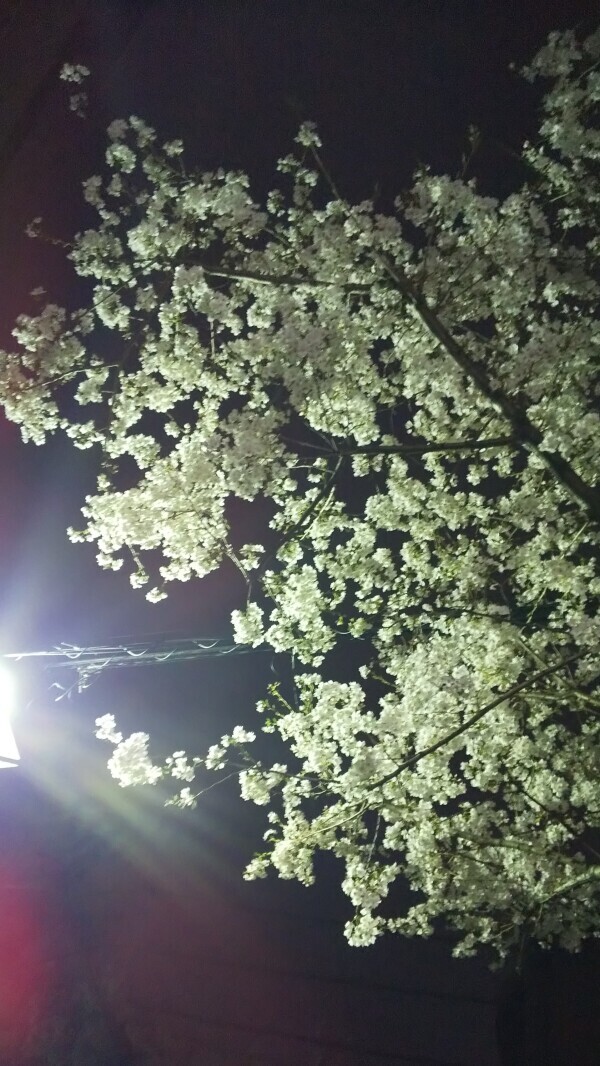 出勤のお知らせと夜桜の話