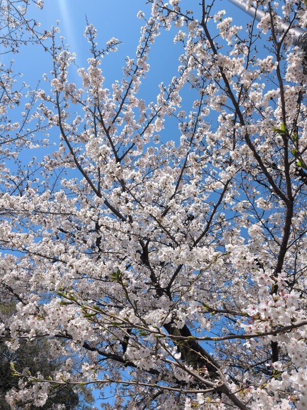 出勤🌸しました