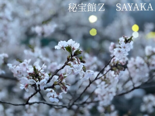 ♡さやかです♡