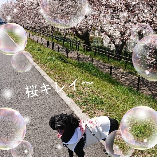 あかね🎵