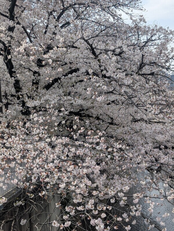 桜ひらひらと🌸🌸