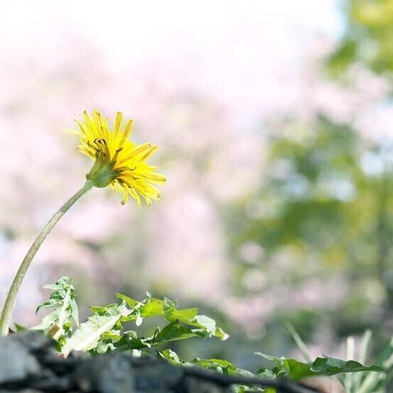 おはようございます。