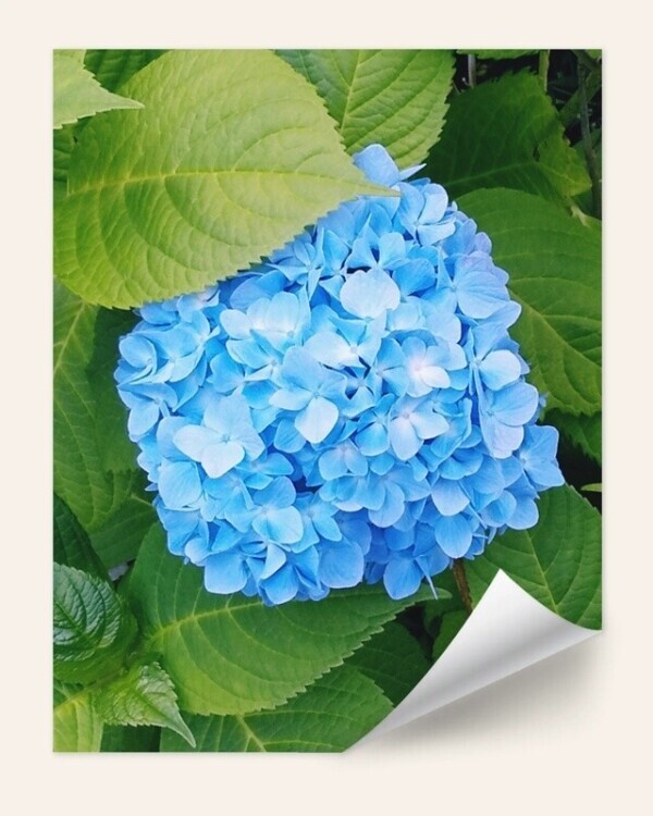 5月は