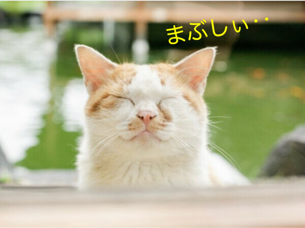 晴れた☀️