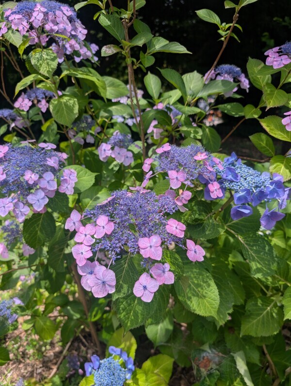 紫陽花の季節✨