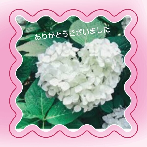 あかね🎵