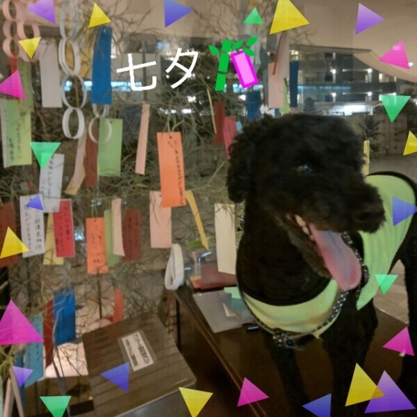 あかね🎵