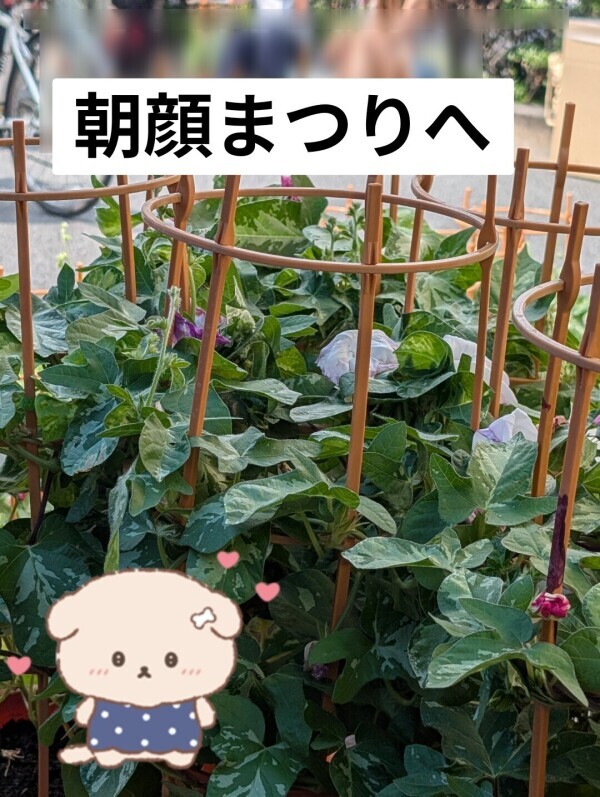 昨日は❤️❤️今日は七夕🎋