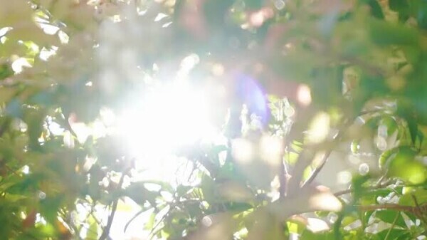 梅雨明け十日