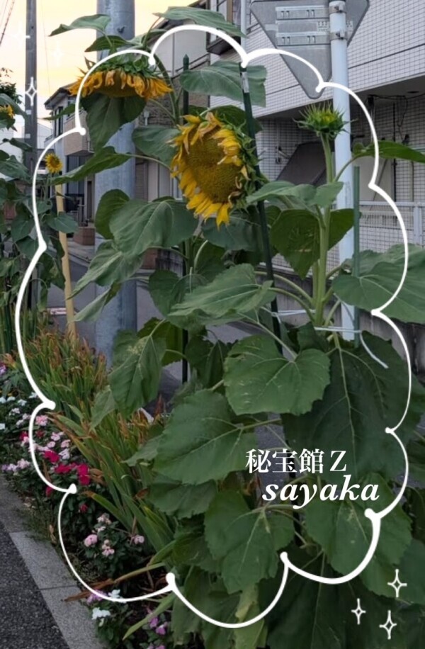 感謝♡さやかです♡