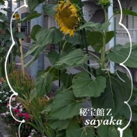 さやか