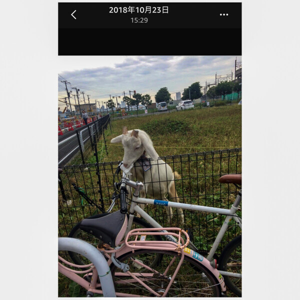 熟女デリヘル秘宝館Ｚ ゆみな